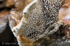 Sarcodon stereosarcinon