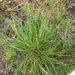 Juncus prismatocarpus leschenaultii - Photo (c) 王文文, μερικά δικαιώματα διατηρούνται (CC BY-NC-SA), uploaded by 王文文