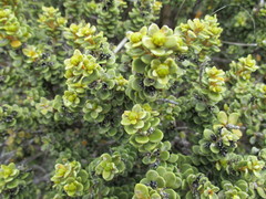 Olearia nummulariifolia