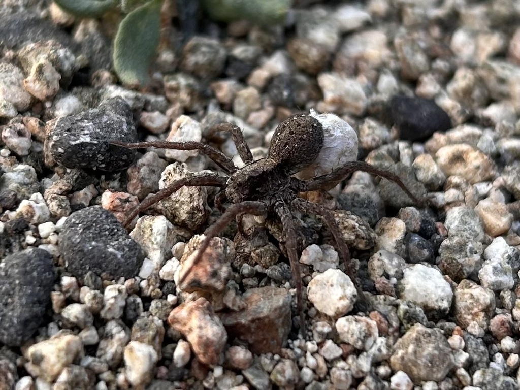 Koch's Wolf Spider from Angeles National Forest, Palmdale, CA, US on ...