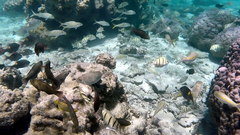 Siganus spinus
