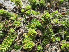 Veronica hookeriana