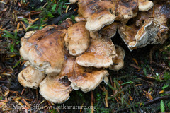 Sarcodon stereosarcinon