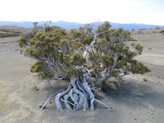 Olearia nummulariifolia