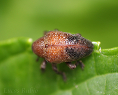 Curculionidae