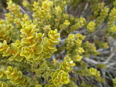 Olearia nummulariifolia