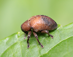 Curculionidae