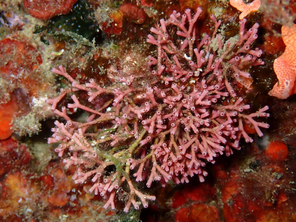 Tricleocarpa fragilis (Tricleocarpa fragilis)