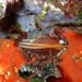 Date Shell - Photo (c) Sylvain Le Bris, some rights reserved (CC BY-NC), uploaded by Sylvain Le Bris