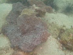 Duncanopsammia peltata