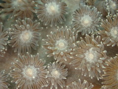 Duncanopsammia peltata