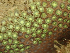 Poritidae