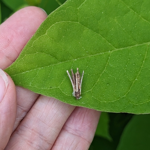 Common Bagworm Moth photo 6