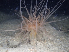 Ceriantharia