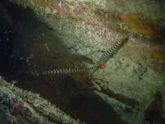 Dunckerocampus dactyliophorus