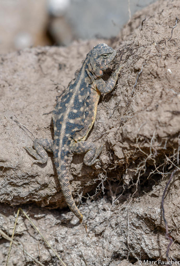 Ching Hai Toadhead Agama