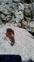 Sinistrofulgur perversum