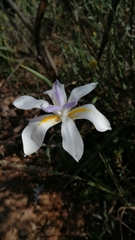 Dietes
