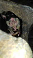 Philander opossum