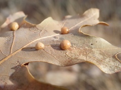 Xanthoteras eburneum