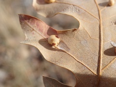 Xanthoteras eburneum