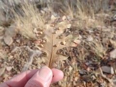 Xanthoteras eburneum