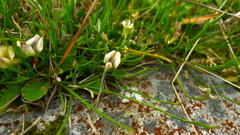 Carmichaelia uniflora