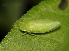 Reticana