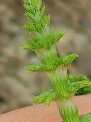 Equisetum sylvaticum image
