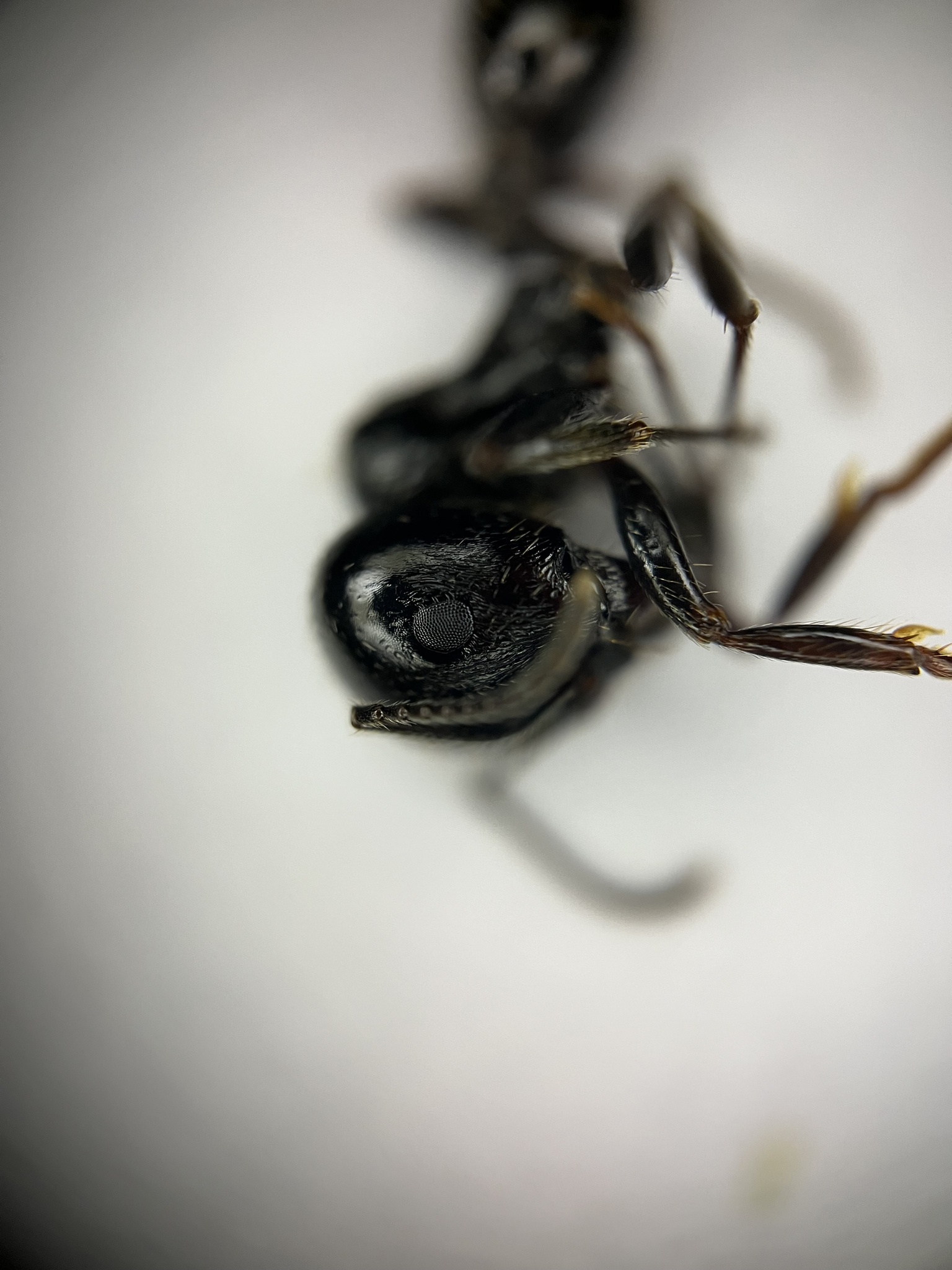 Messor hellenius