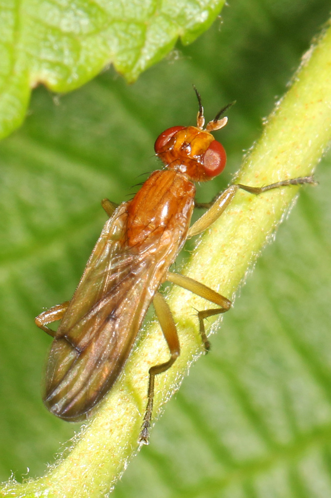 Renocera cressoni