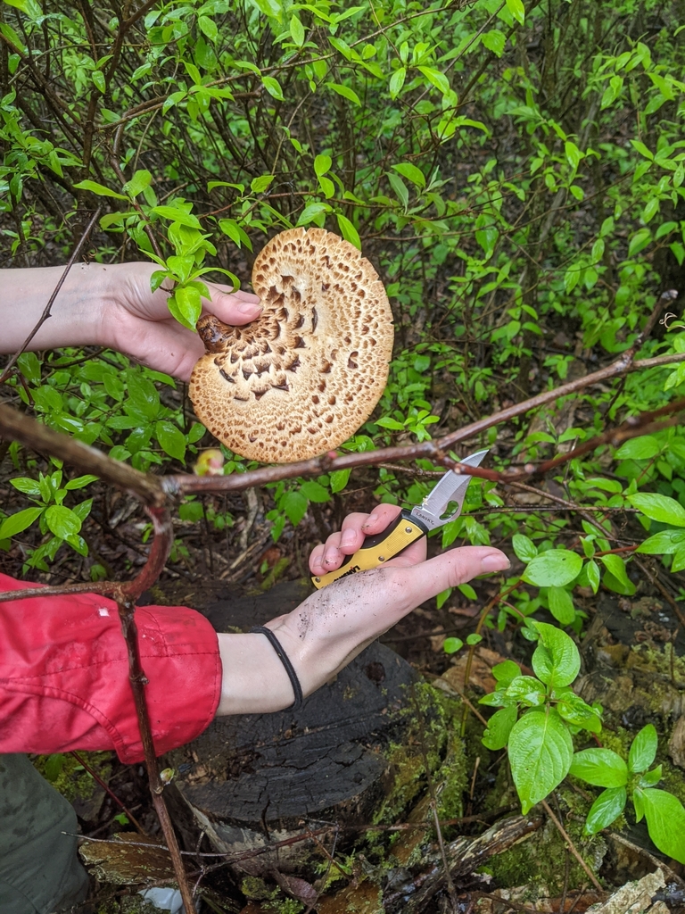 Dryad's Saddle from Harrowsmith, ON K0H 1V0, Canada on May 20, 2023 at