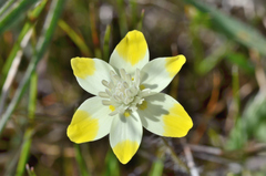 Platystemon californicus