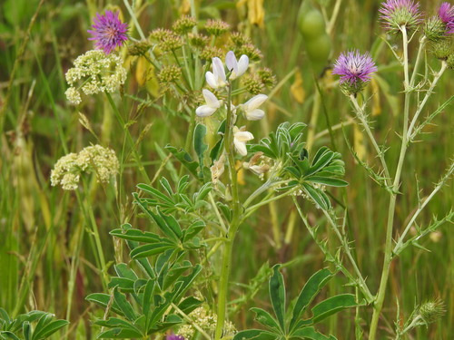 Image of Lupinus albus by (c) Duarte Frade, some rights reserved (CC BY)