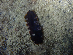Pseudobiceros hancockanus