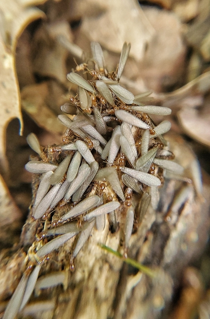 Light Southern Subterranean Termite