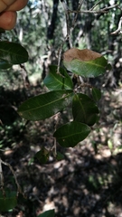 Ochna arborea