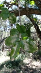 Ochna arborea