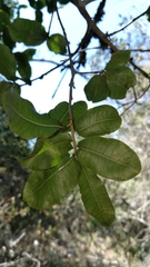 Ochna arborea
