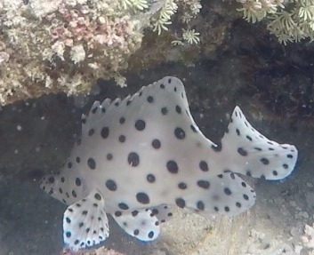 Humpback Grouper (Chromileptes altivelis)