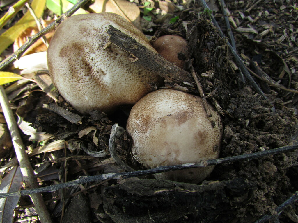 Coprinopsis romagnesiana · May 2023 · photo: © matiascabezas (iNaturalist, cc-by)
