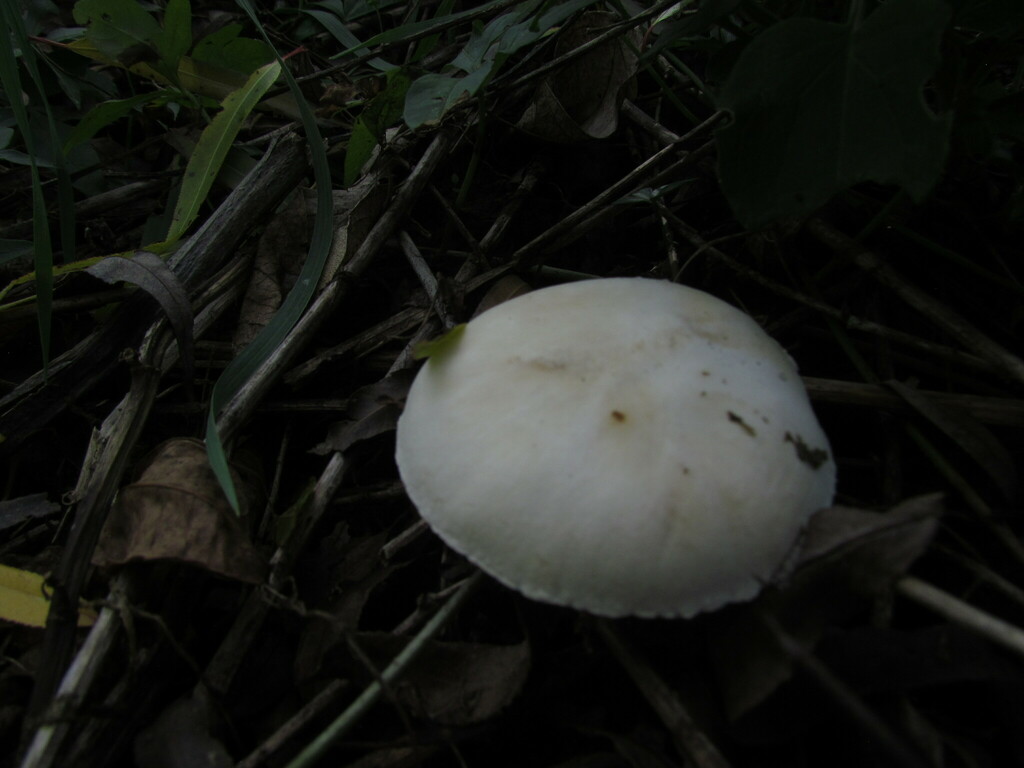 Leucocoprinus leucothites · May 2023 · photo: © matiascabezas (iNaturalist, cc-by)