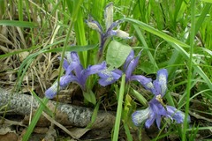 Iris ruthenica