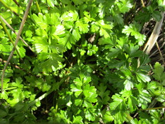 Apium prostratum filiforme