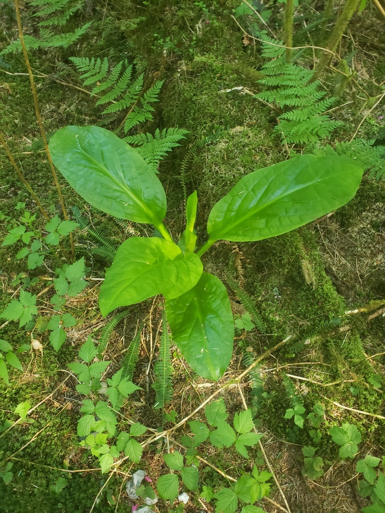 western skunk cabbage from Metro Vancouver, BC, Canada on May 16, 2023