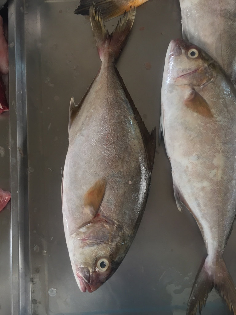 Darkfin amberjack