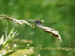 Erythrodiplax connata