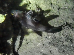 Apogonichthyoides melas