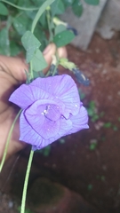 Clitoria