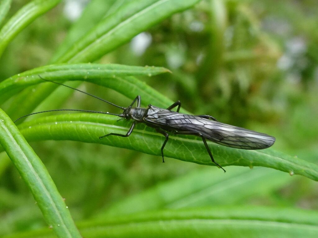 Brachyptera seticornis